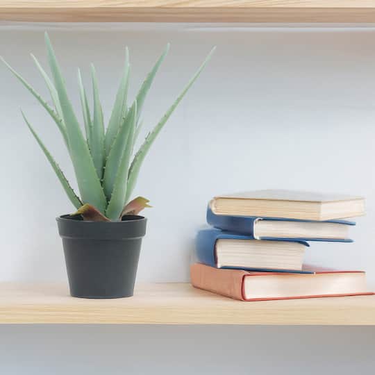 15" Potted Aloe Plant by Ashland®